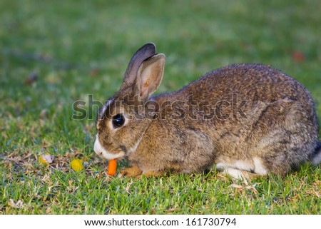 Brown and White Rabbit Eating Carrot on Green Grass
