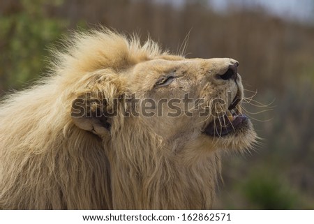 Male White Lion Basking in the Sun With His Mouth Open