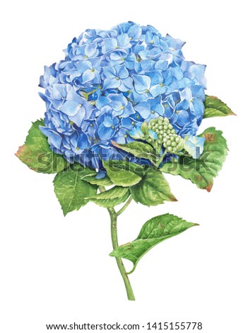 Hydrangea with watercolor painting.Hand drawn on white background.Clipping path included. Illustration for various tasks such as greeting cards,love card. birthday cards, or different print jobs.