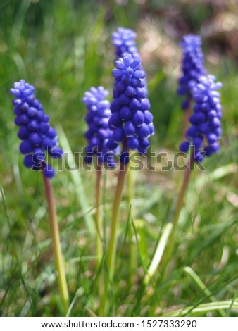 Similar – Image, Stock Photo Dreamy grape hyacinth