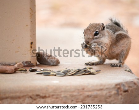 Cute desert ground squirrel eating sunflower seeds