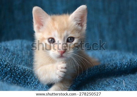 Orange tabby kitten, paw up looking at camera