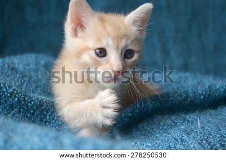 Orange tabby kitten, paw up looking to the side