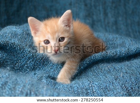 Orange tabby kitten looking up, paw out in front