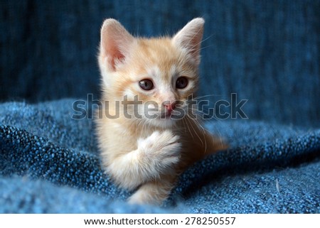 Orange tabby kitten, paw up looking sideways