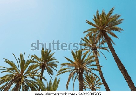 Image, Stock Photo palm tree on blue classic