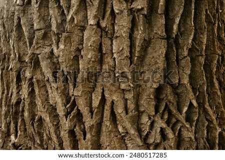 Similar – Image, Stock Photo Texture of the bark of a Styphnolobium japonicum commonly known as Pagoda tree