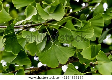 Leaves of the medicinal plant Gingko on a Gingko tree in summer, Gingko biloba 商業照片 © 