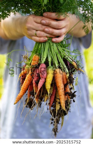 Similar – Foto Bild Frau pflückt das Gemüse in einem Garten