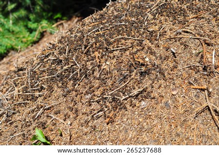 Big anthill with colony of ants in summer forest