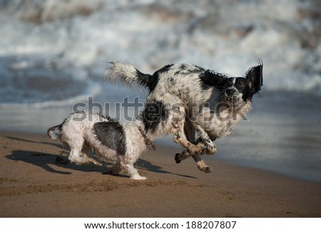dogs sea