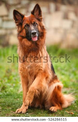 Similar – Image, Stock Photo German Sheppard dog posing at the boat