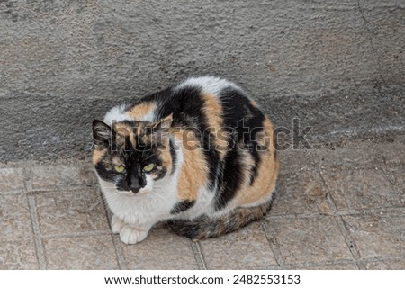 Similar – Image, Stock Photo Three colored cat lying on wooden bench