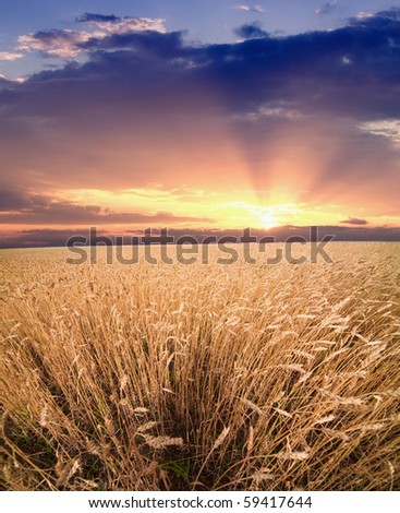 Majestic sunset over crop field