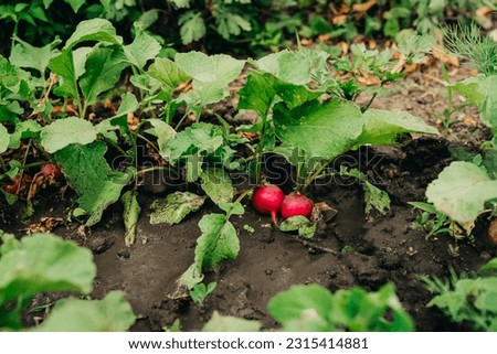 Similar – Image, Stock Photo Radish growing on farm in summer