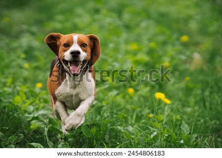 Similar – Image, Stock Photo Beagle dog with a stick on a green field during spring runs towards camera.