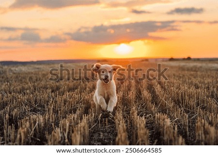 Similar – Image, Stock Photo Portrait of dog spending time in street