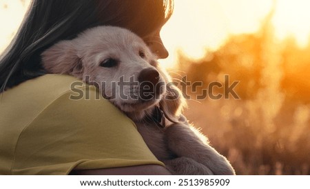 Image, Stock Photo Portrait of dog spending time in street