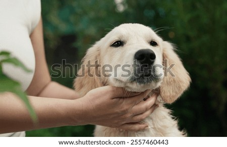 Similar – Image, Stock Photo Woman caressing dog at home