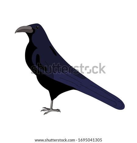 Vector line art crow isolated on white. Flat colors bird. Cartoon style