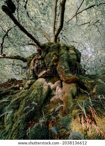 Similar – Image, Stock Photo Alte Eiche, old oak Baum