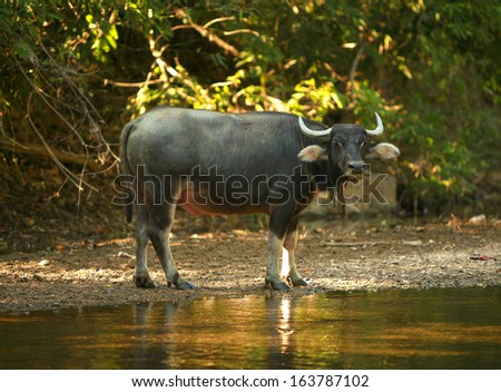 An alert water buffalo