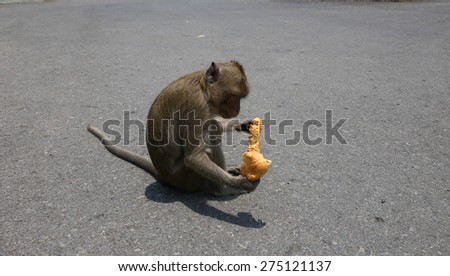 Monkey eating cookie.