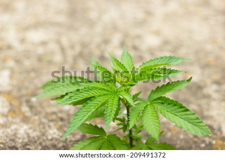Fresh cannabis (marijuana) foliage, small plant growing up from a crack in a concrete