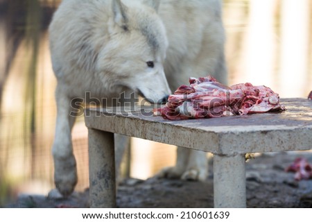 Arctic wolf (Canis lupus arctos) eating raw meat