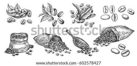 set of coffee beans in bag in graphic style hand-drawn vector illustration.