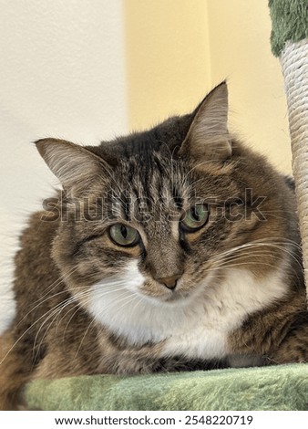 Similar – Image, Stock Photo curious tuxedo maine coon kitten  on yellow background