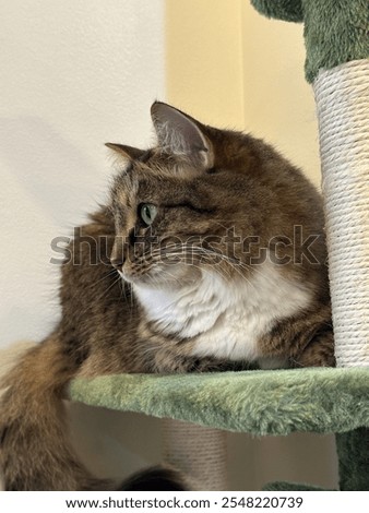 Similar – Image, Stock Photo curious tuxedo maine coon kitten  on yellow background