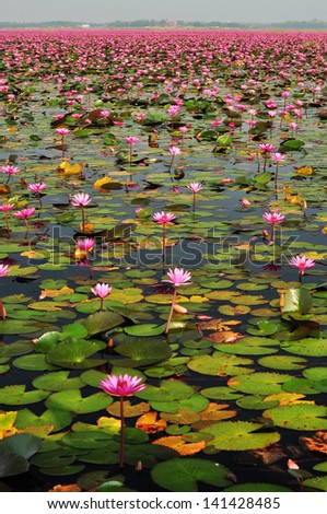 Red lotus sea, red lotus, lotus, water lily, Lily pad, pond lily, flower