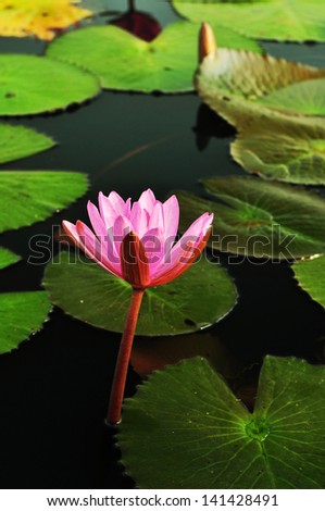Lotus, red lotus, water lily, flower