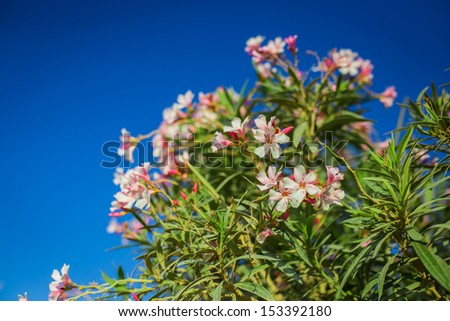 Sweet flower over the sky background