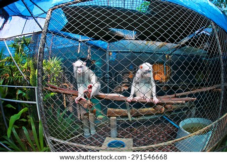 Sad white monkey in the cage