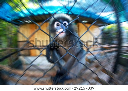 Sad monkey in the cage. Motion effect. Focus on eyes.