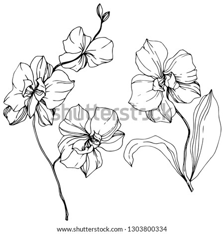 Vector Orcid floral botanical flower. Wild spring leaf wildflower isolated. Black and white engraved ink art. Isolated orchid illustration element.