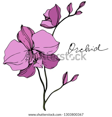 Vector Pink Orcid floral botanical flower. Wild spring leaf wildflower isolated. Engraved ink art. Isolated orchid illustration element.