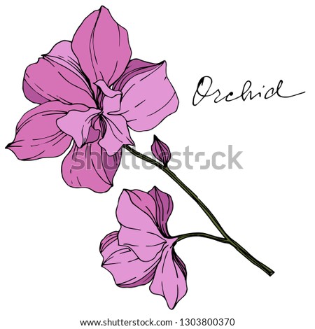 Vector Pink Orcid floral botanical flower. Wild spring leaf wildflower isolated. Engraved ink art. Isolated orchid illustration element.