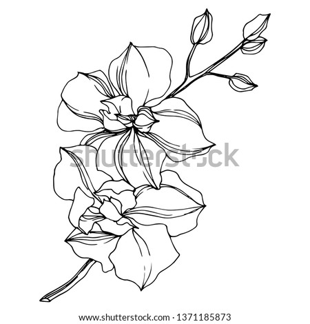 Vector Orchid floral botanical flowers. Wild spring leaf wildflower isolated. Black and white engraved ink art. Isolated orcids illustration element on white background.