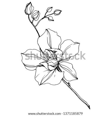 Vector Orchid floral botanical flowers. Wild spring leaf wildflower isolated. Black and white engraved ink art. Isolated orcids illustration element on white background.