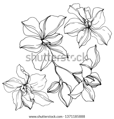 Vector Orchid floral botanical flowers. Wild spring leaf wildflower isolated. Black and white engraved ink art. Isolated orcids illustration element on white background.