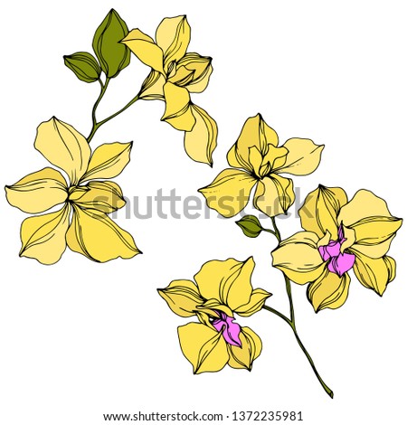 Vector Orchid floral botanical flowers. Wild spring leaf wildflower isolated. Yellow and green engraved ink art. Isolated orcids illustration element on white background.