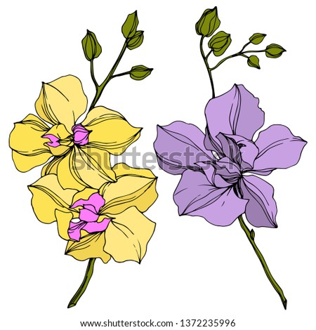 Vector Orchid floral botanical flowers. Wild spring leaf wildflower isolated. Yellow and violet engraved ink art. Isolated orcids illustration element on white background.