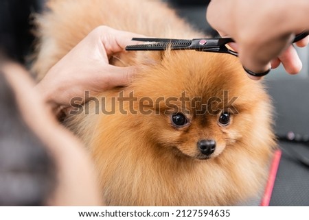 Similar – Image, Stock Photo Crop barber doing haircut for man