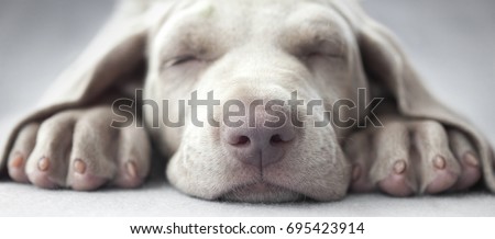 Similar – Foto Bild Lustiger Weimaraner-Hund auf schwarzem Hintergrund