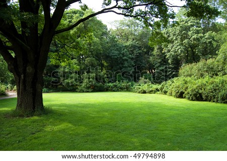 Lawn in a botanical garden in Moscow with an old tree