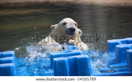 The polar bear cub bathes in pool