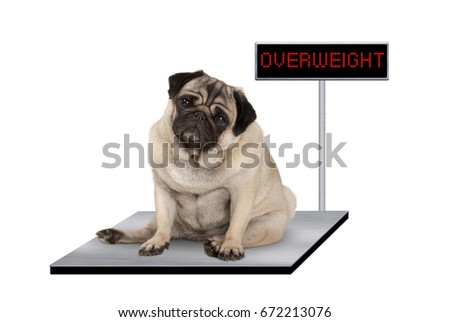 heavy fat pug puppy dog sitting down on vet scale with overweight LED sign, isolated on white background Stock fotó © 